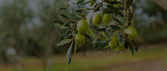 Banner Produttori olive